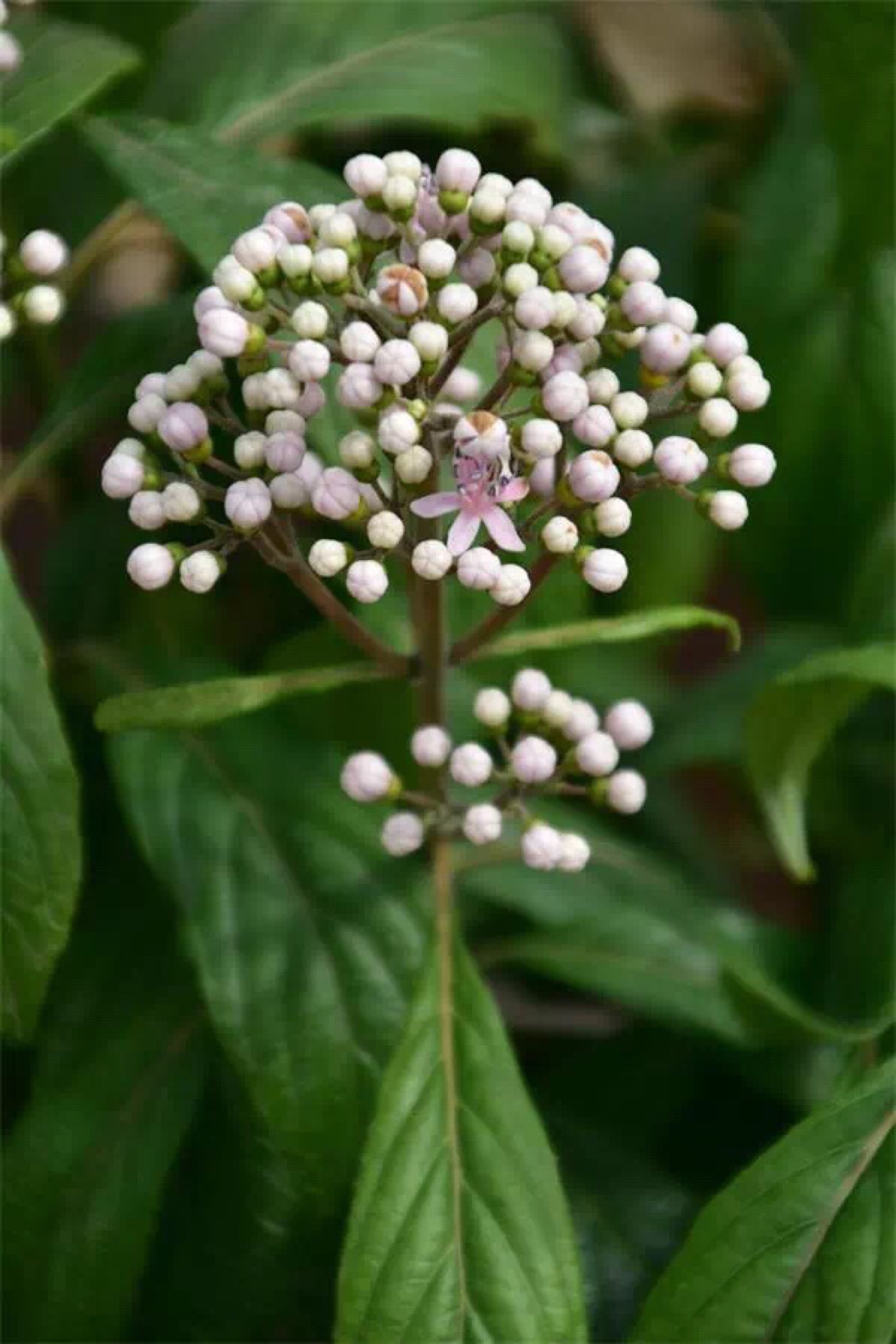 常山(dichroa febrifuga)