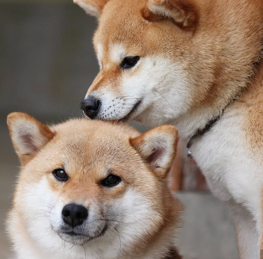 日本柴犬情侣头像图片图片