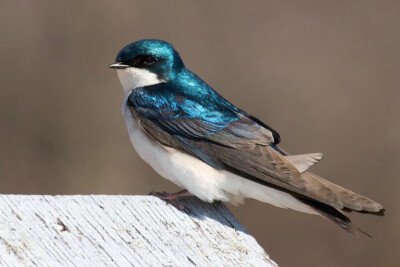 双色树燕(tachycineta bicolor,英文名:tree swallow)是燕科树燕属的
