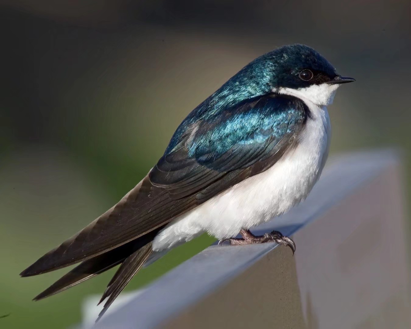 双色树燕(tachycineta bicolor,英文名:tree swallow)是燕科树燕属的