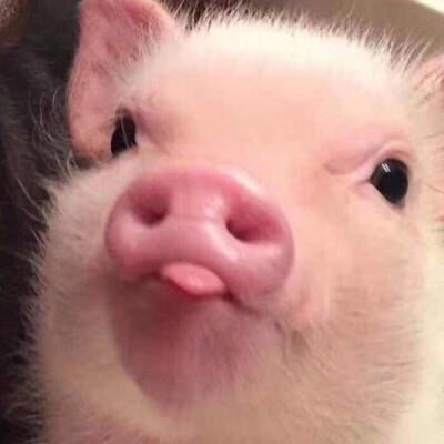 猪猪 吐舌头