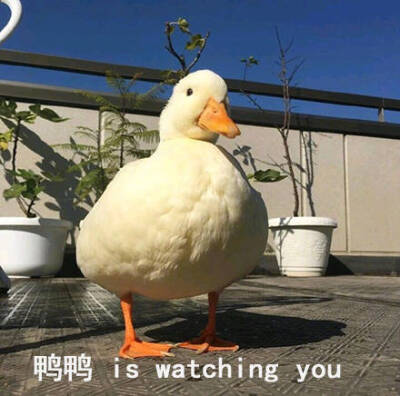 watchingyou表情包,iwantyou表情包 鸭鸭is watching you