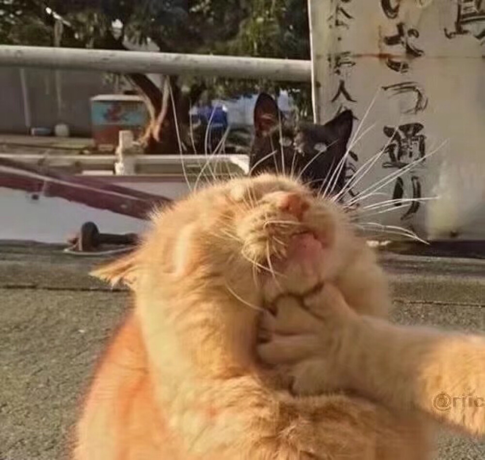 猫咪情头