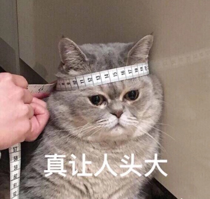 让人头大猫咪表情包表情包斗图聊天表情图