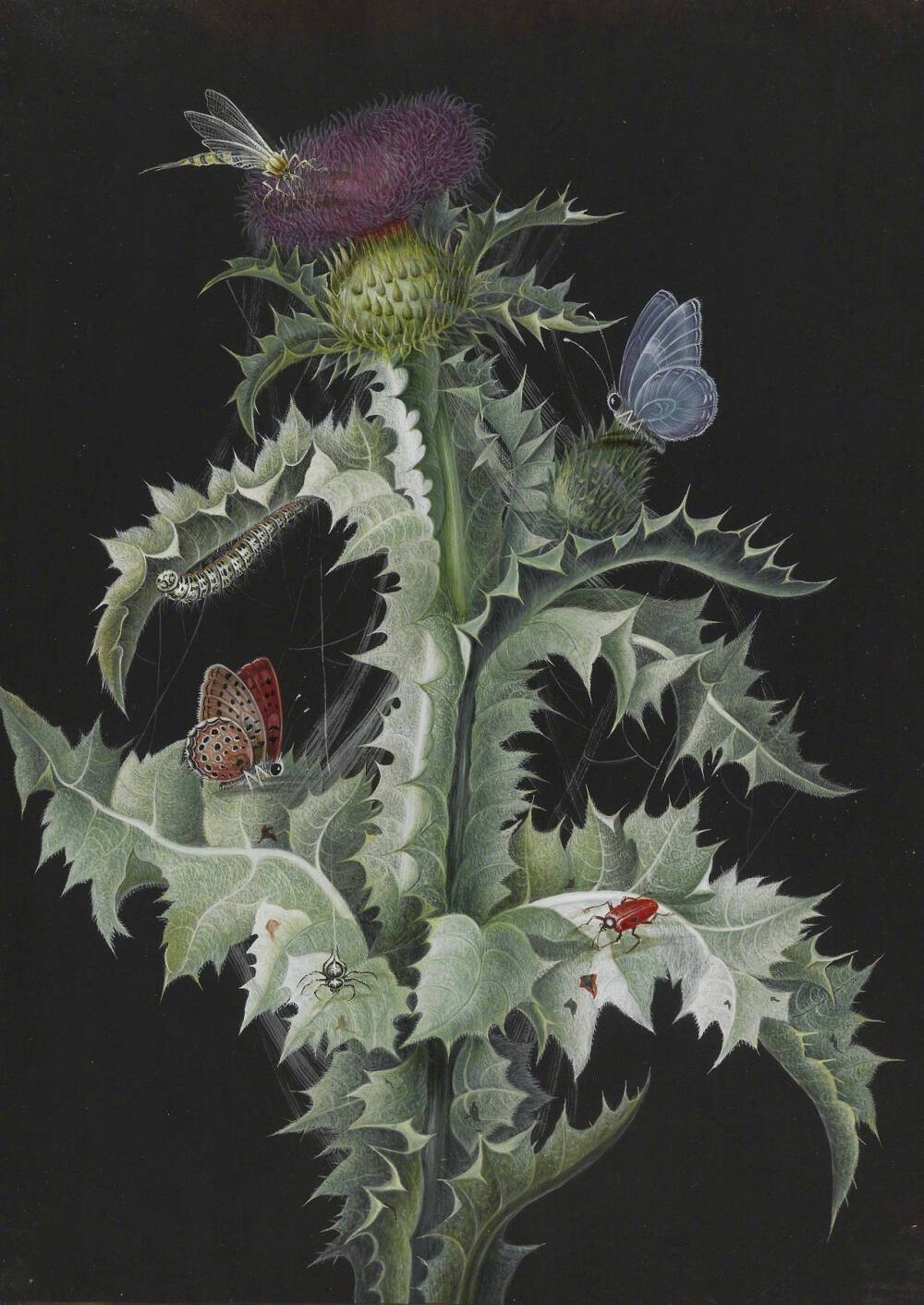 18世纪德国画家barbara regina dietzschc笔下的植物肖像.