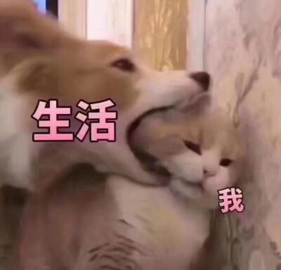 搞笑朋友圈配图