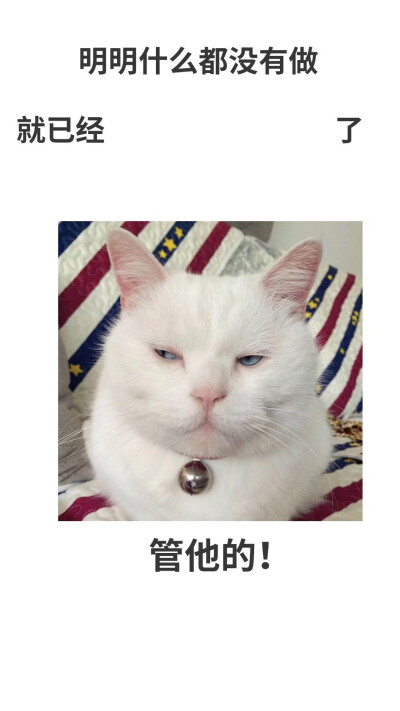 朋友圈沙雕壁纸