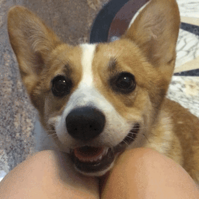 微信小狗头表情包图片图片