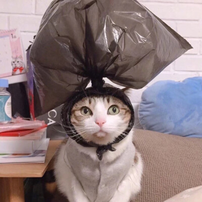 ins动物情头