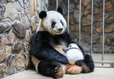 熊猫抱