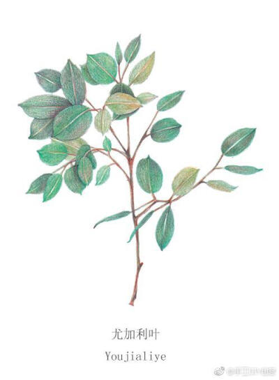 色铅笔插画:清新可爱的植物插画