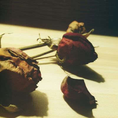 枯萎的玫瑰