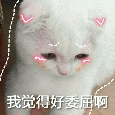 猫咪表情包无字原图图片