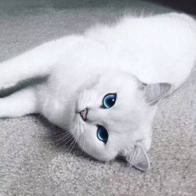 猫咪头像蓝色眼睛图片