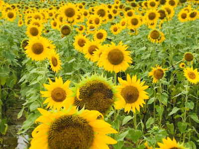 你说这花花世界不必当真