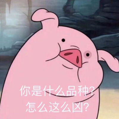 猪猪男孩表情包