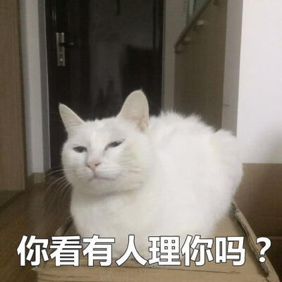 拽拽表情包