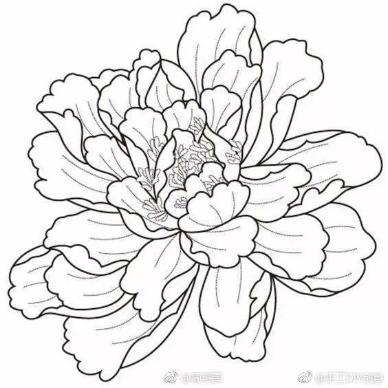 一组各种花卉植物的白描线稿