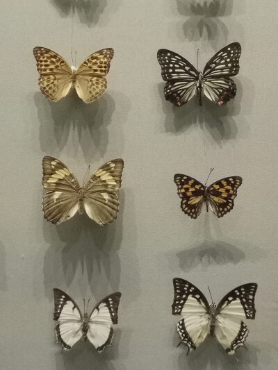 蝴蝶标本素材