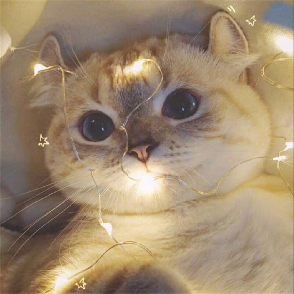 猫 可爱 头像