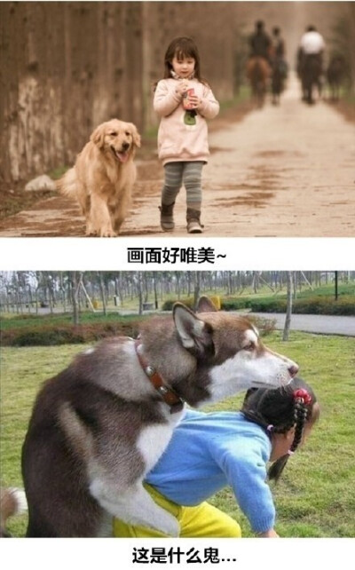 买个外卖二哈就把家拆了 传说中养二哈与养金毛的区别…哈哈哈真的