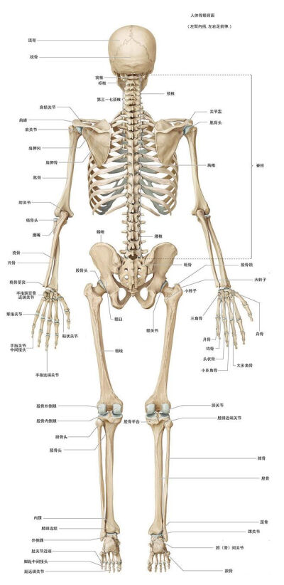 大腿骨骼结构图图片