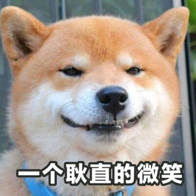 喻文波柴犬表情包图片