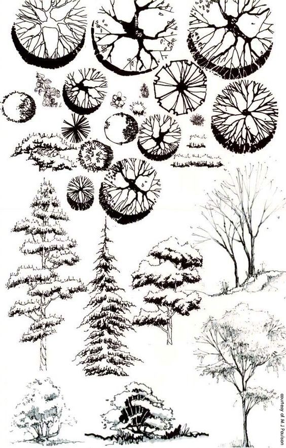 各种树的平面图手绘图片