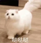小孩问号表情包