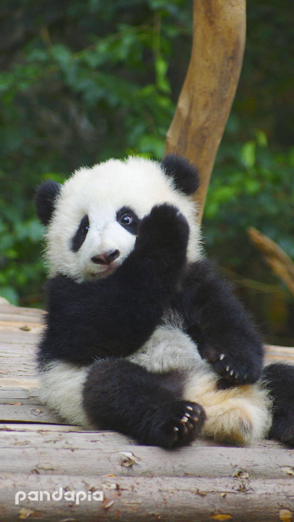 萌萌哒的熊猫