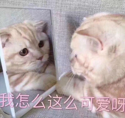 猫咪表情包亲亲