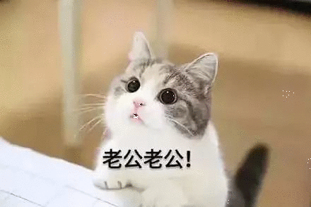 萌猫撒娇表情包qaq