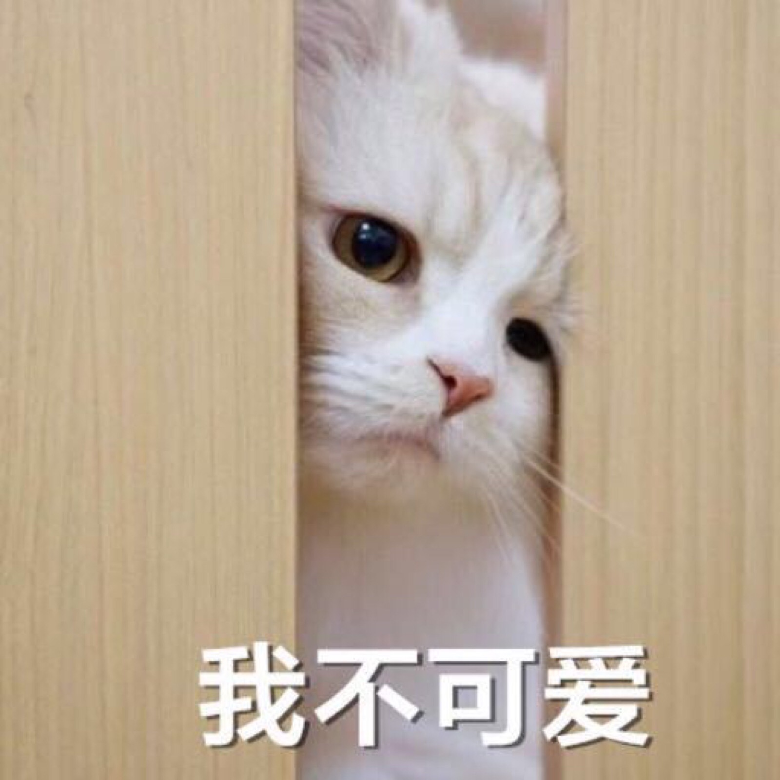 猫咪表情包