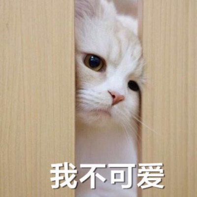 qq上那个小猫表情包图片