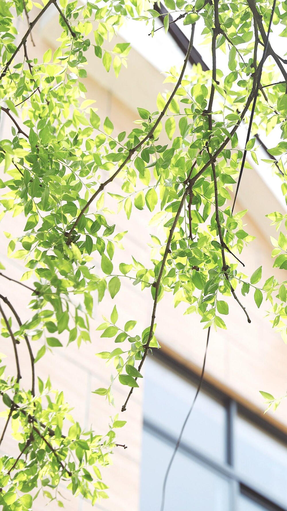 绿叶,护眼壁纸,绿植,草木