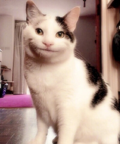 这只因微笑走红的猫咪名叫ollie,其他它本尊也是特别的可爱,感受下