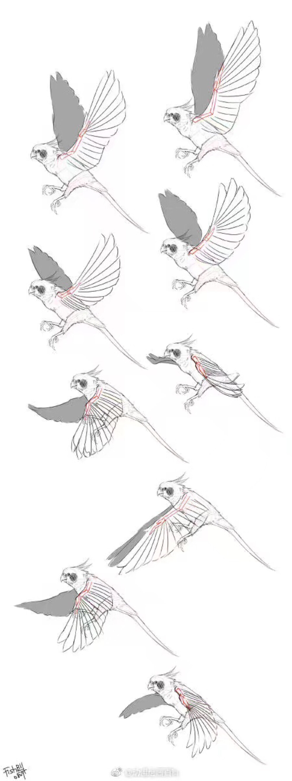 小鸟画翅膀图片