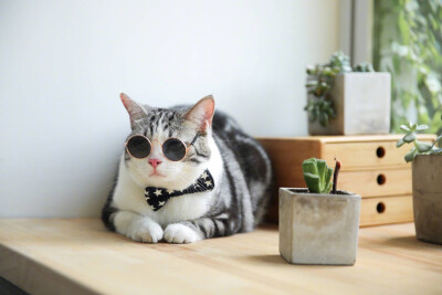 猫咪戴墨镜情侣头像图片
