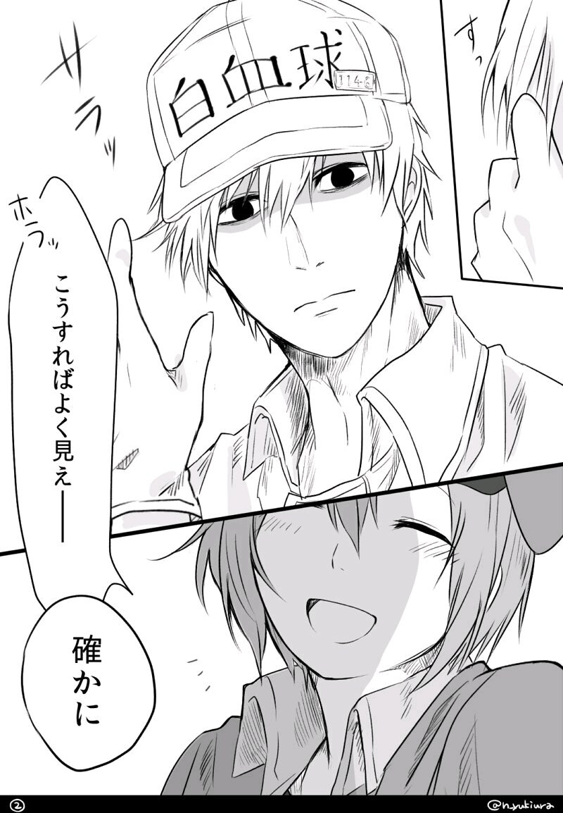 工作细胞-情侣白细胞 红细胞