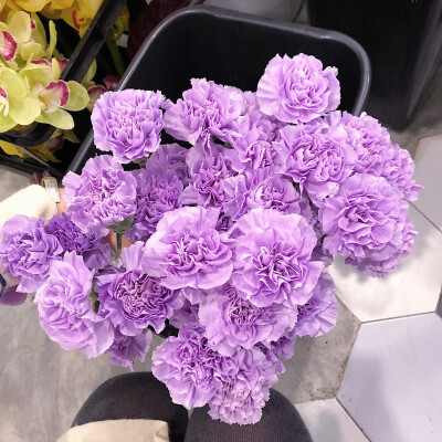 紫色康乃馨搭配图片图片