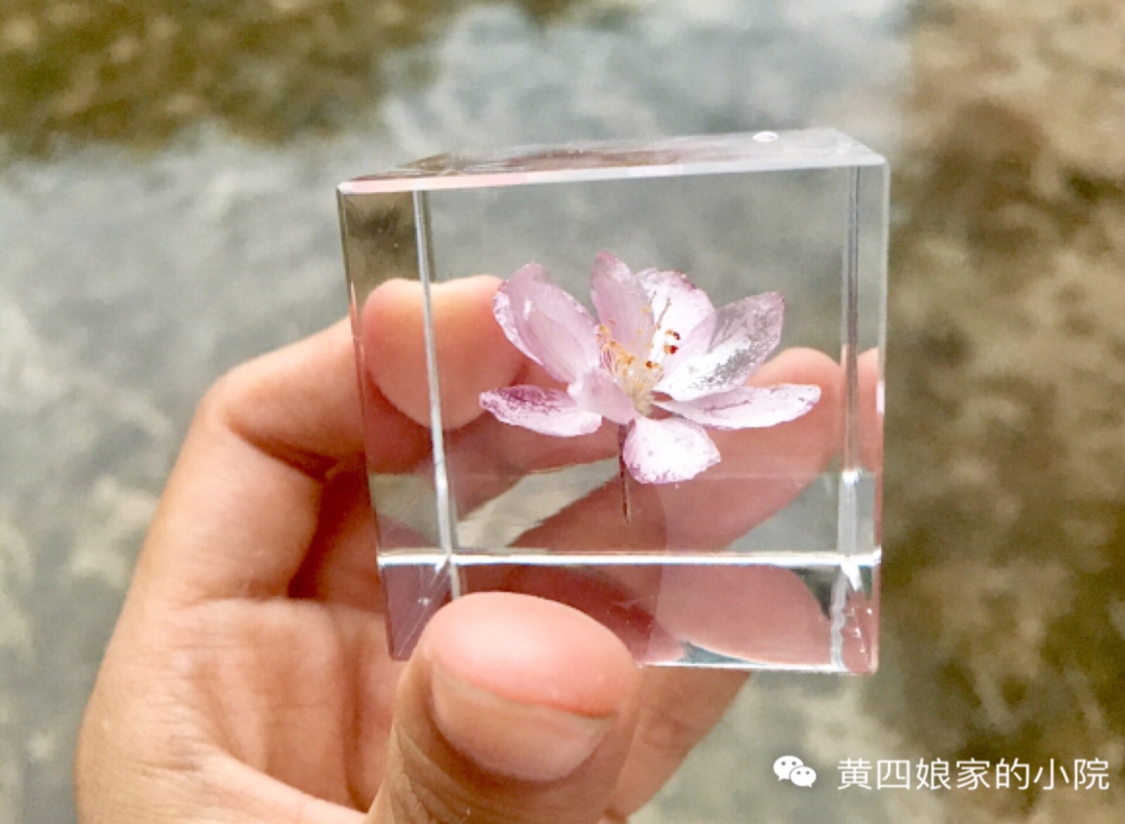 滴胶 植物标本立方体