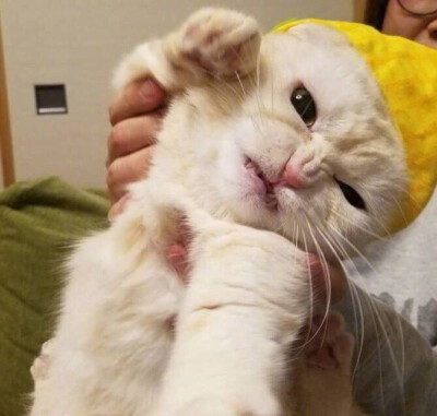超喜欢的猫猫情侣头像侵删致歉