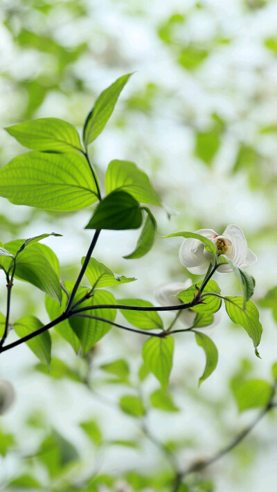 绿色手机壁纸 花卉图片