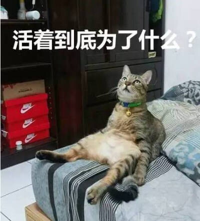 青鸽儿的猫咪表情包