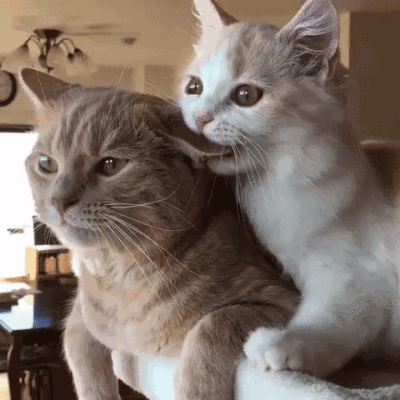 猫咪咬人表情包图片