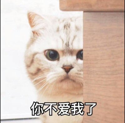 喵咪表情