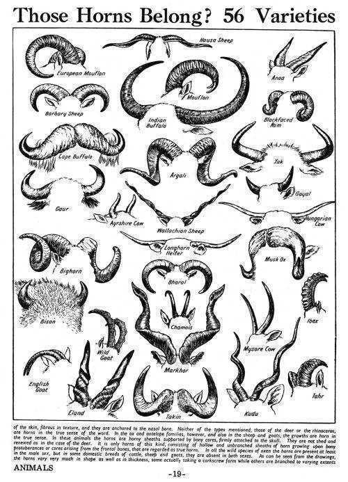 犄角绘画素材.恶魔系 动物系 龙系人物设计必看.