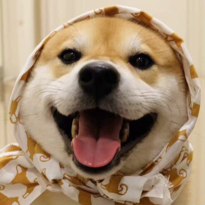 dog狗.