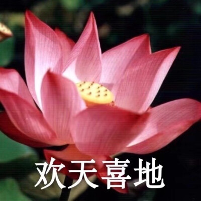 沙雕团头气质荷花( )