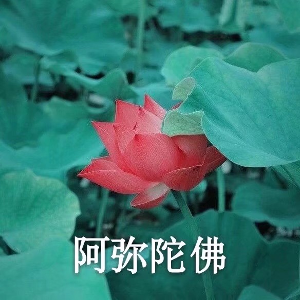 中老年沙雕头像花图片